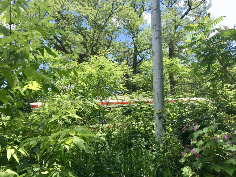 Streetcar in the trees.